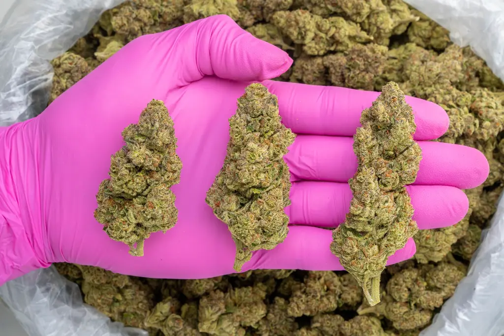 Sour Kush Breath -PINK- 081825 20250818MKSKB.webp