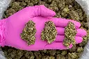 Caramellow Kush -PINK- 082125 20250820ISPNC.webp