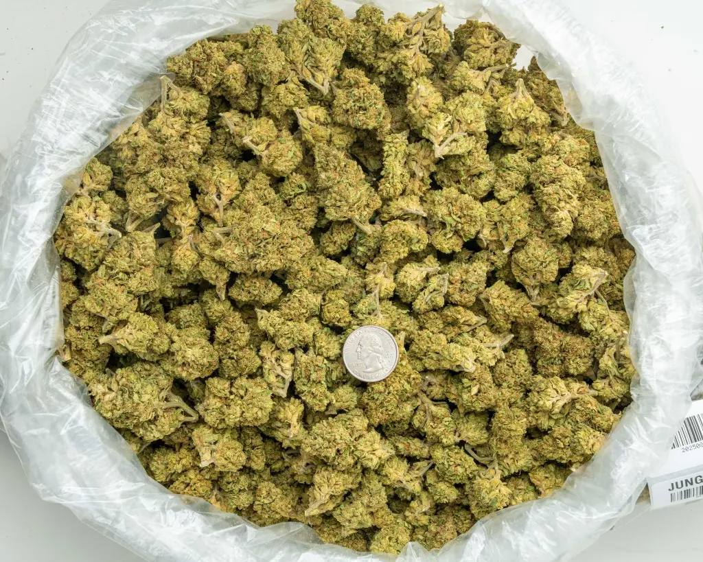 Jungle Cake -BAG- 082025 20250820THJLC.webp