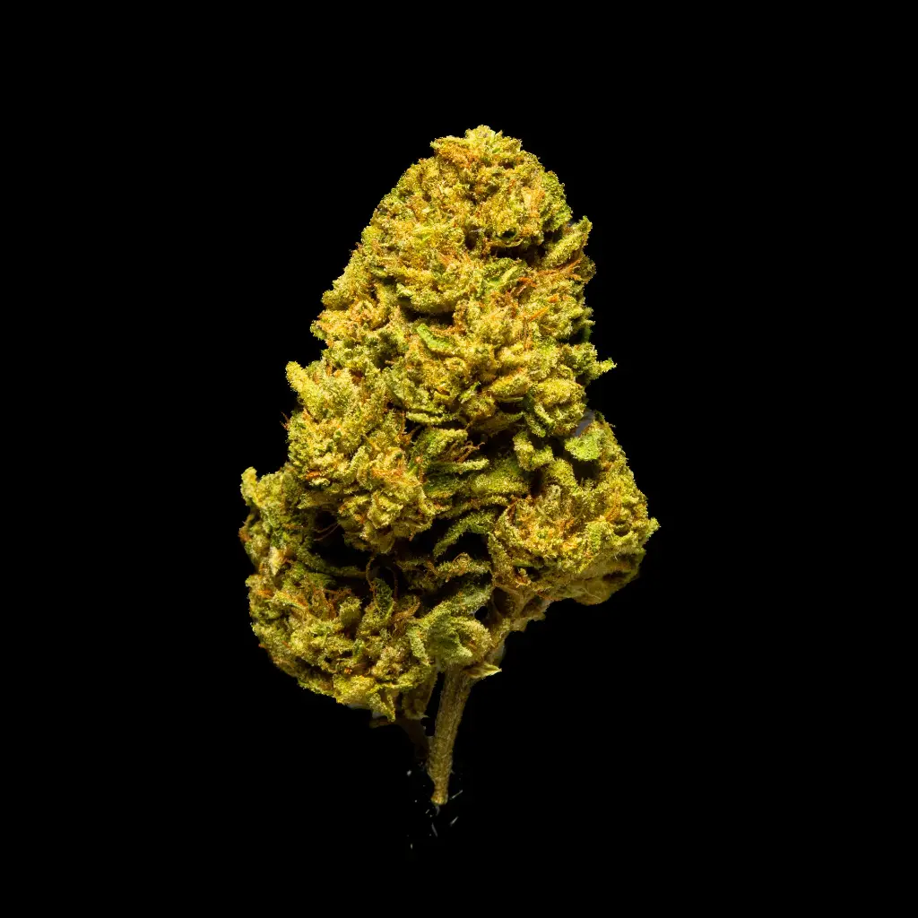 Jungle Cake -FLOAT- 082025 20250820THJLC.webp