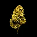 Jungle Cake -FLOAT- 082025 20250820THJLC.webp