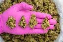 Jungle Cake -PINK- 082025 20250820THJLC.webp