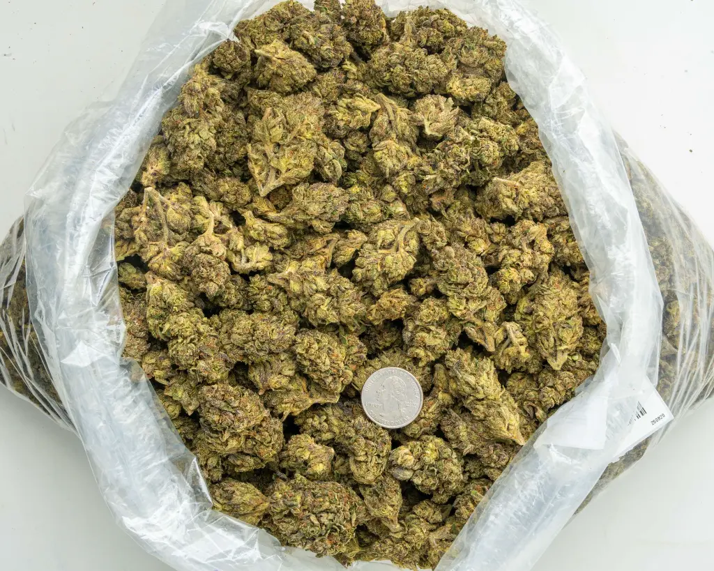 Sherbet Cream Pie -BAG- 082025 20250820THSHP.webp