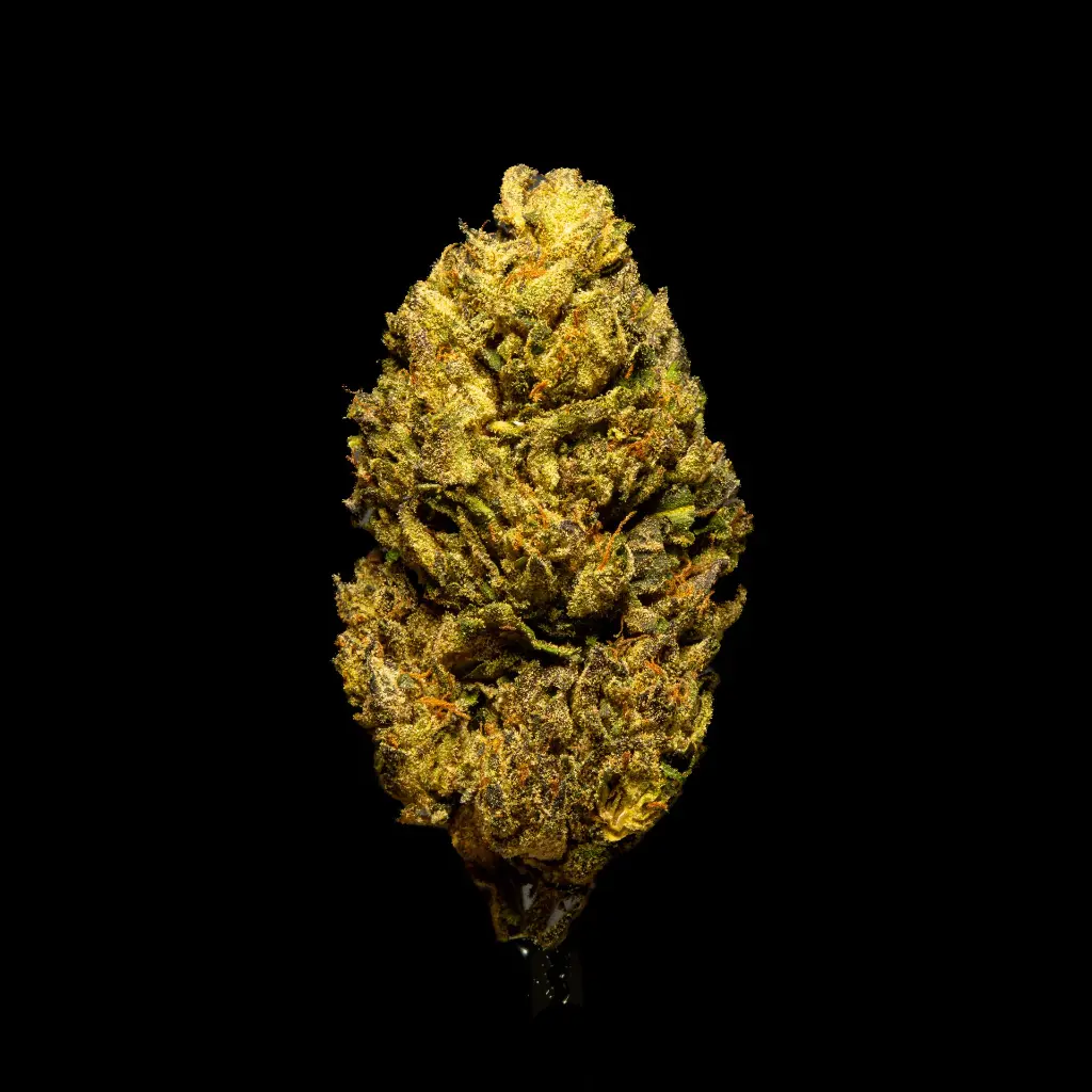 Sherbet Cream Pie -FLOAT- 082025 20250820THSHP.webp