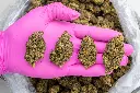 Sherbet Cream Pie -PINK- 082025 20250820THSHP.webp