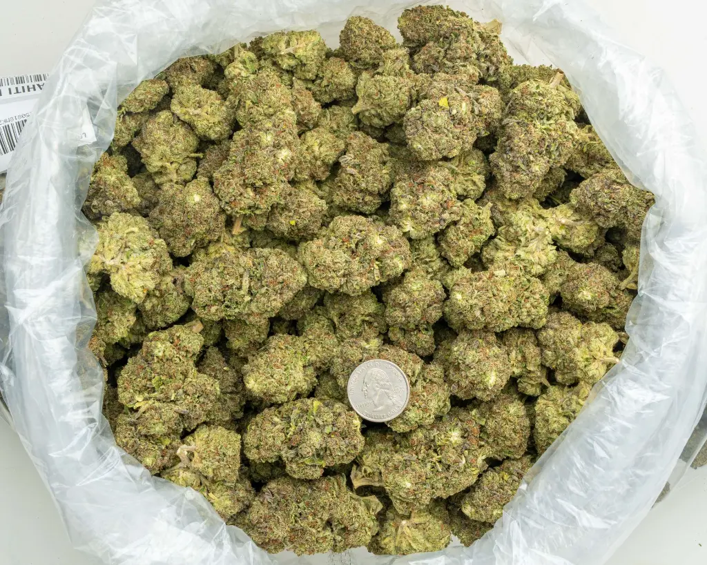 Zahiti Lime -BAG- 081825 20250818MKZTL.webp