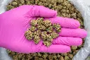 Oreoz Indoor Smalls -PINK- 082025 20250818ACBAS.webp