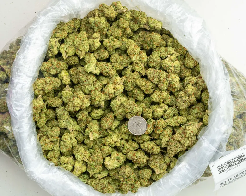 White Lemon -BAG- 082125 20250820MTZOP.webp