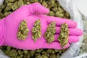 White Lemon -PINK- 082125 20250820MTZOP.webp