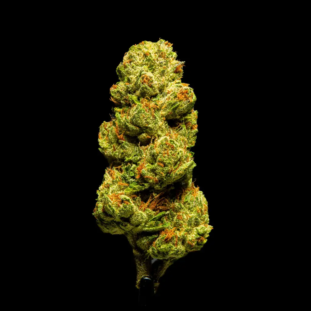 White Lemon -FLOAT- 082125 20250820MTZOP.webp