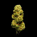 White Lemon -FLOAT- 082125 20250820MTZOP.webp