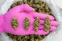 Chocolatina -PINK- 082125 20250820MTBCG.webp
