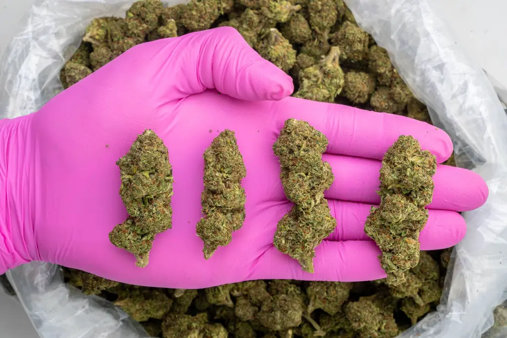 Karamel Candy -PINK- 082125 20250820MTKMC.webp