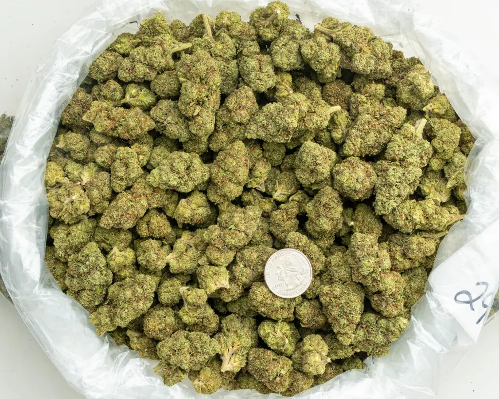 Sunset Sherbet -BAG- 082125 20250820MTLCG.webp