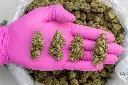 Sunset Sherbet -PINK- 082125 20250820MTLCG.webp