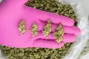 Dante's Inferno Indoor Smalls -PINK- 062625 20250625MHMAS.webp