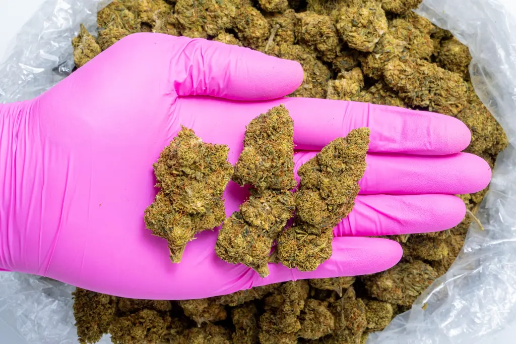 Elektra CBD-Pink 8-28-25.webp