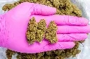 Lifter CBD-Pink 8-28-25.webp