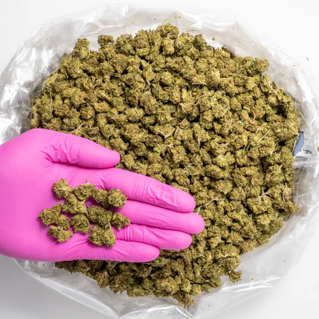 Top Gun Smalls -NUG- 061325..webp