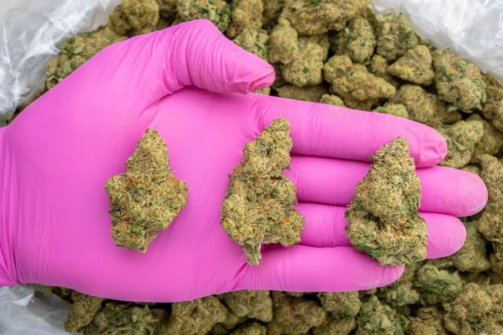 Future Haze Indoor -PINK- 082725 20250813SAFHZ.webp