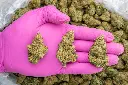 Future Haze Indoor -PINK- 082725 20250813SAFHZ.webp