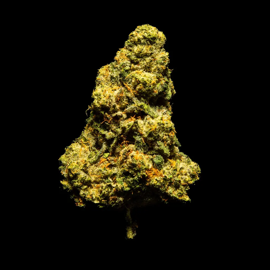 Future Haze Indoor -FLOAT- 082725 20250813SAFHZ.webp