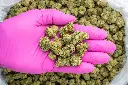 Gary Zkittles Indoor Mediums  -PINK- 090325.webp
