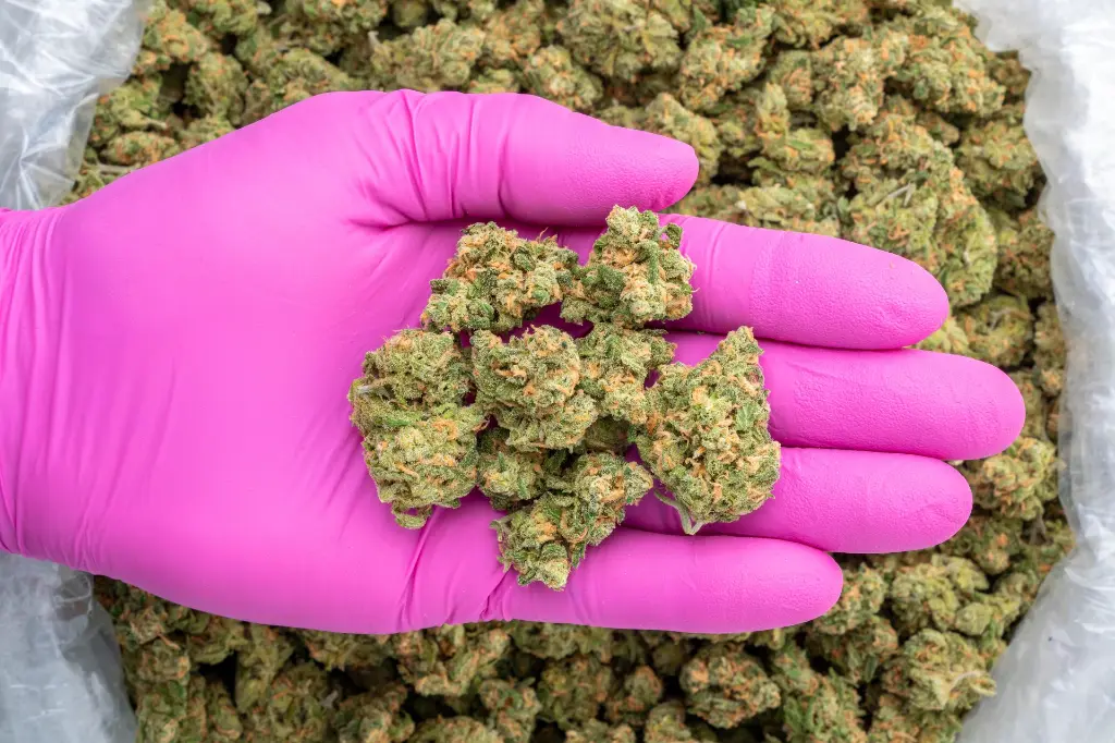 Blue Dream Indoor Mediums  -PINK- 090325.webp