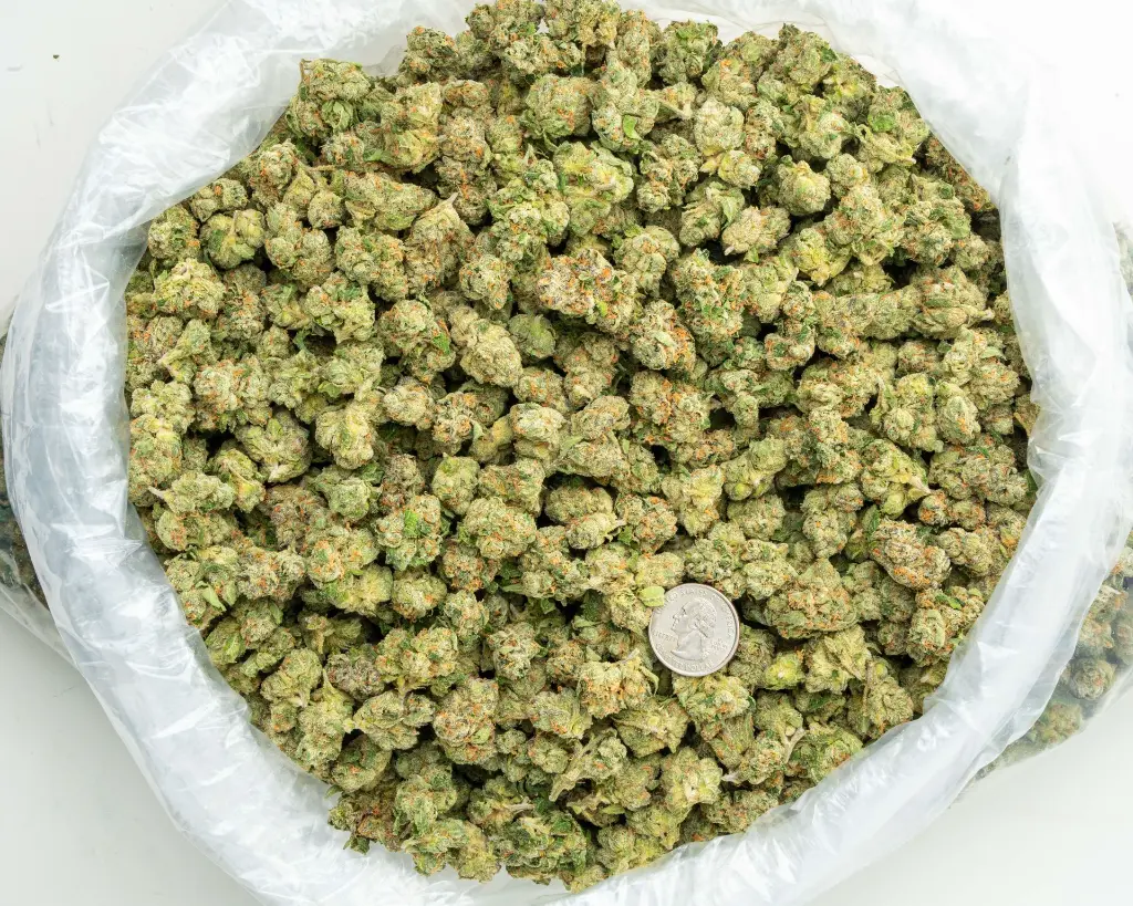 Purple Milk Indoor Mediums  -BAG- 090325.webp