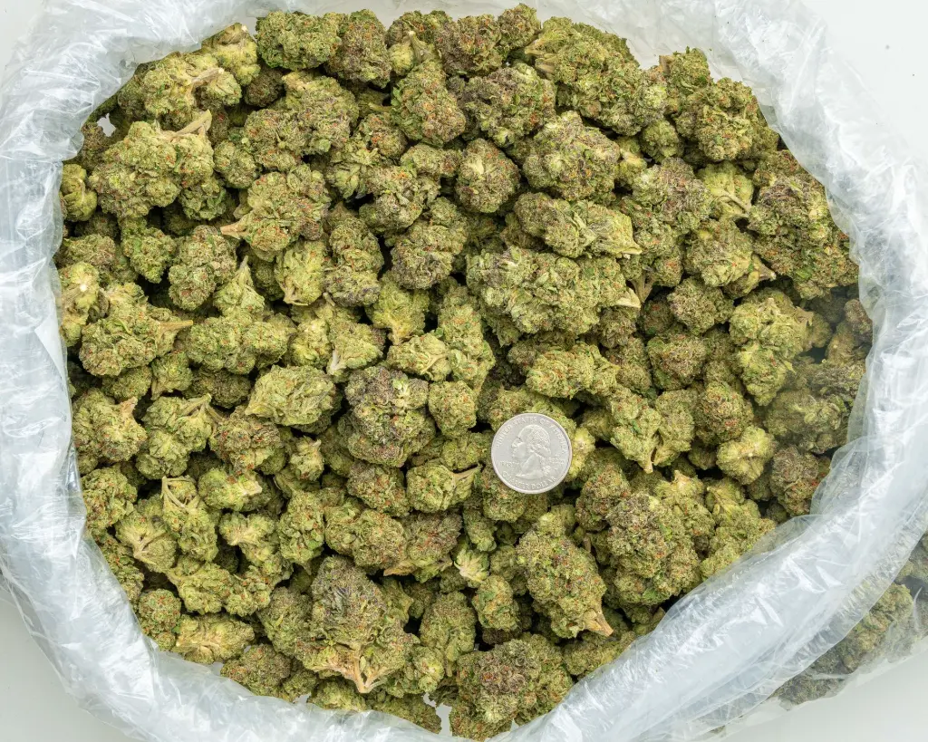 Forbidden Fruit -BAG- 072825 20250725ACPK1.webp