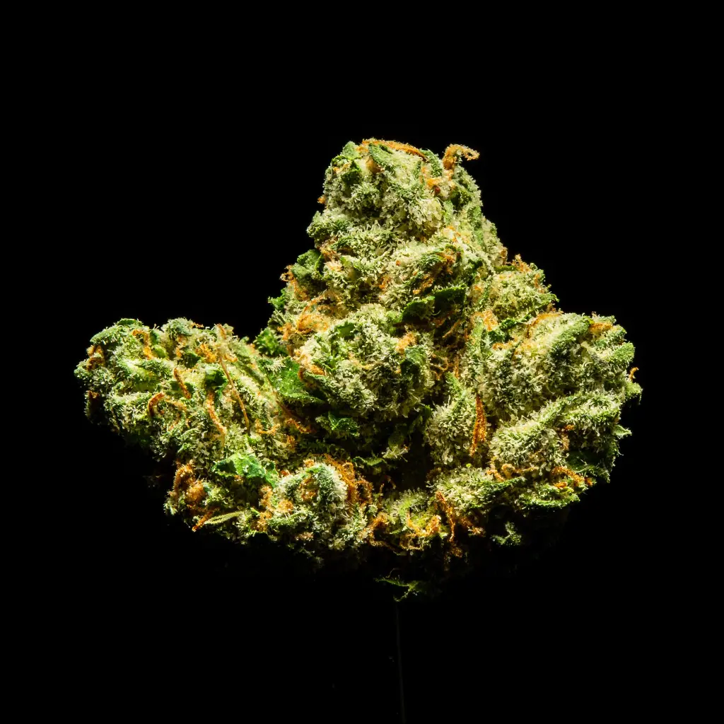 Purple Milk Indoor Mediums  -FLOAT- 090325.webp