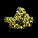 Purple Milk Indoor Mediums  -FLOAT- 090325.webp