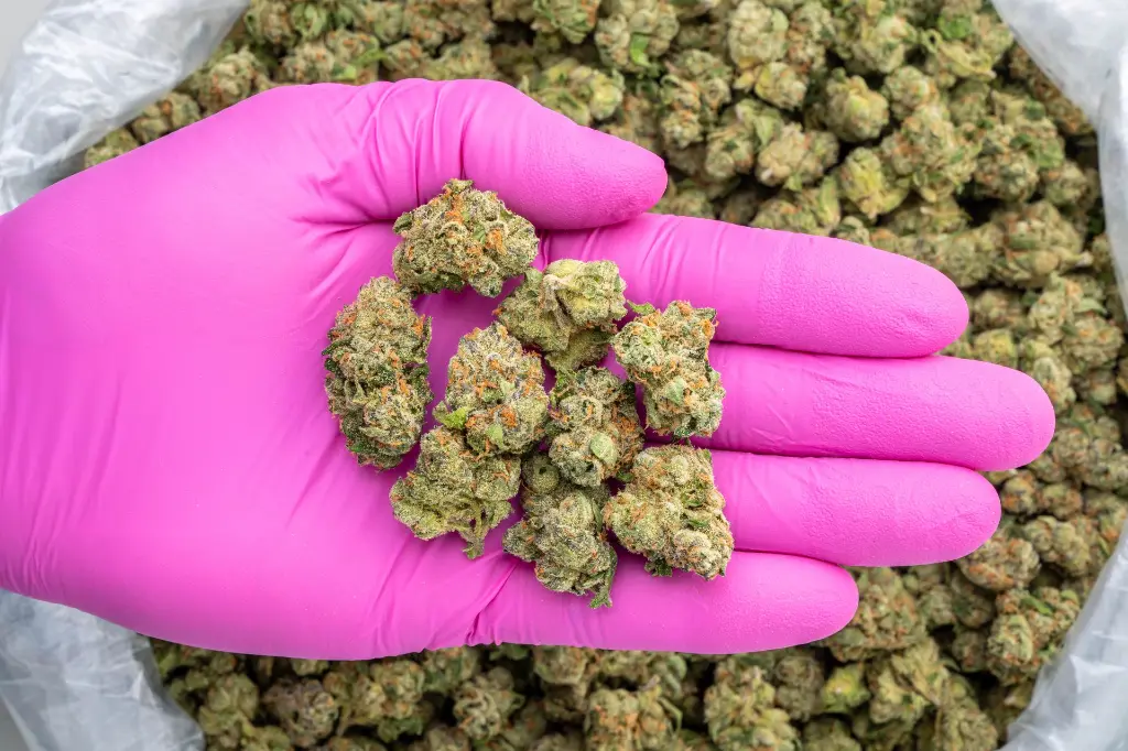 Purple Milk Indoor Mediums  -PINK- 090325.webp