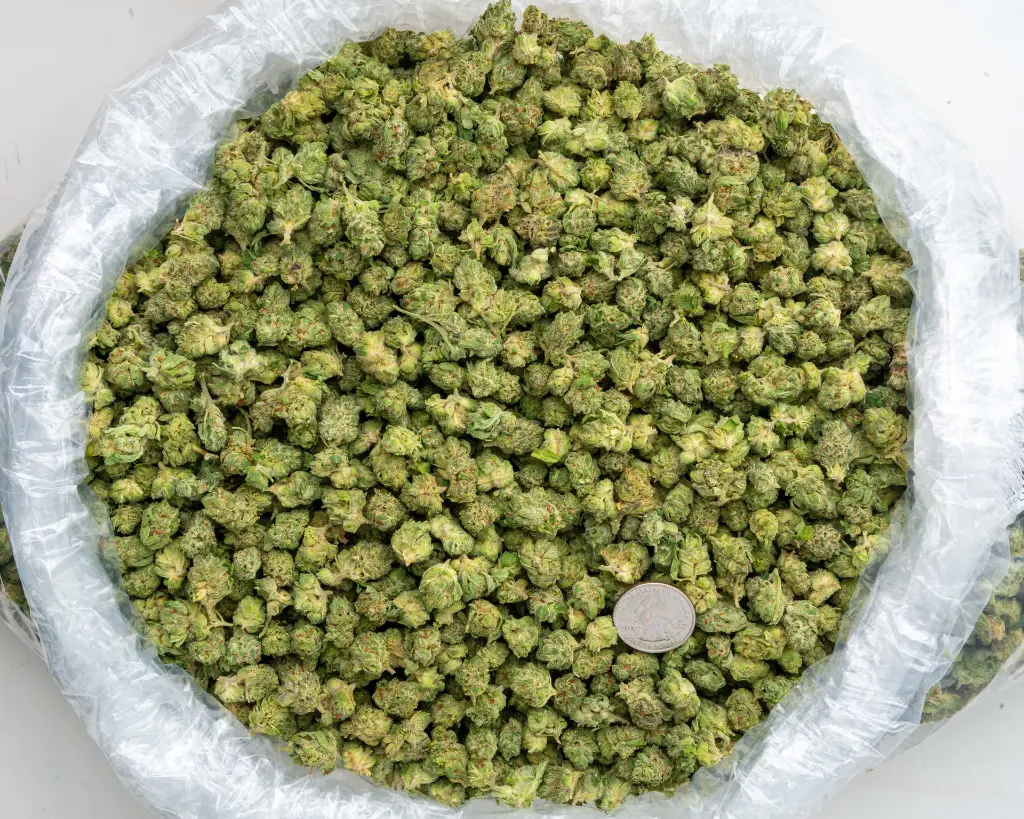 Gas Mints Indoor Smalls -BAG- 091125 20250911MHMCS.webp