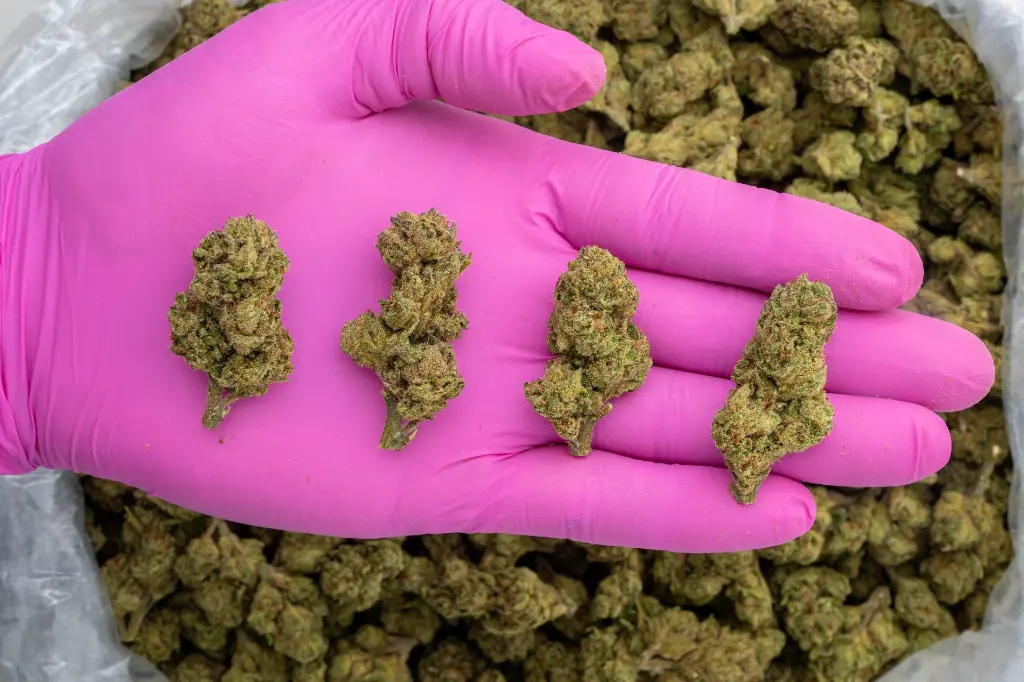 Girl Scout Cookies -PINK- 072825 20250725ACG33.webp
