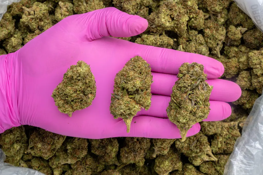 Oreoz -PINK- 072825 20250725YSORZ.webp