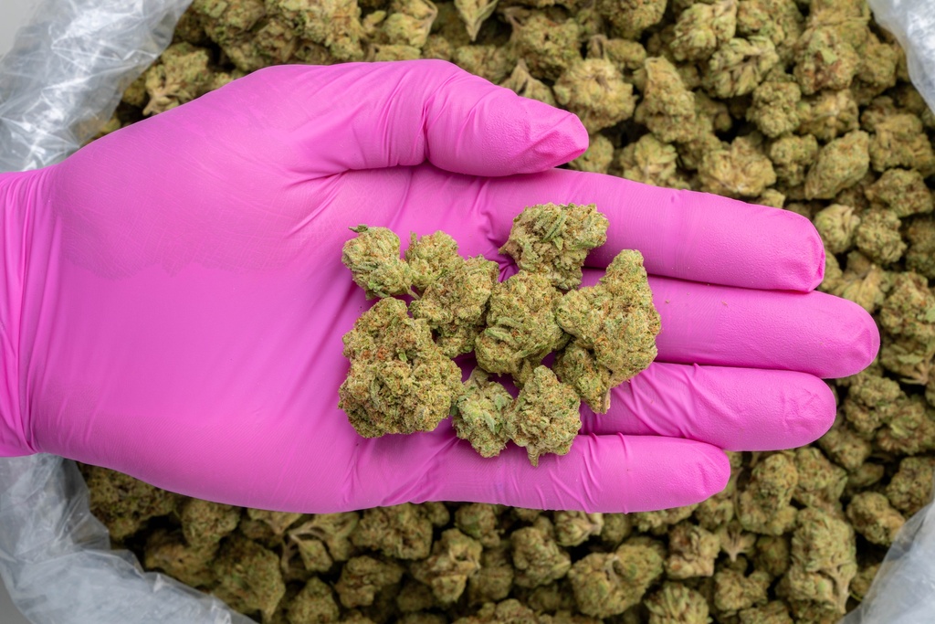 Triangle Kush -PINK- 072825 20250725ACKCR.webp