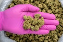 Triangle Kush -PINK- 072825 20250725ACKCR.webp