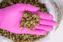 GMO Cookies Smalls -PINK- 070325 20250630CPGXS.webp