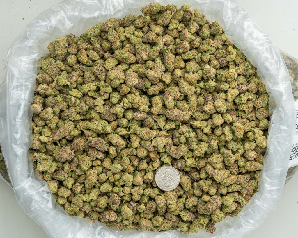 Hooch Indoor Smalls -BAG- 073125 20250731TVGBS.webp