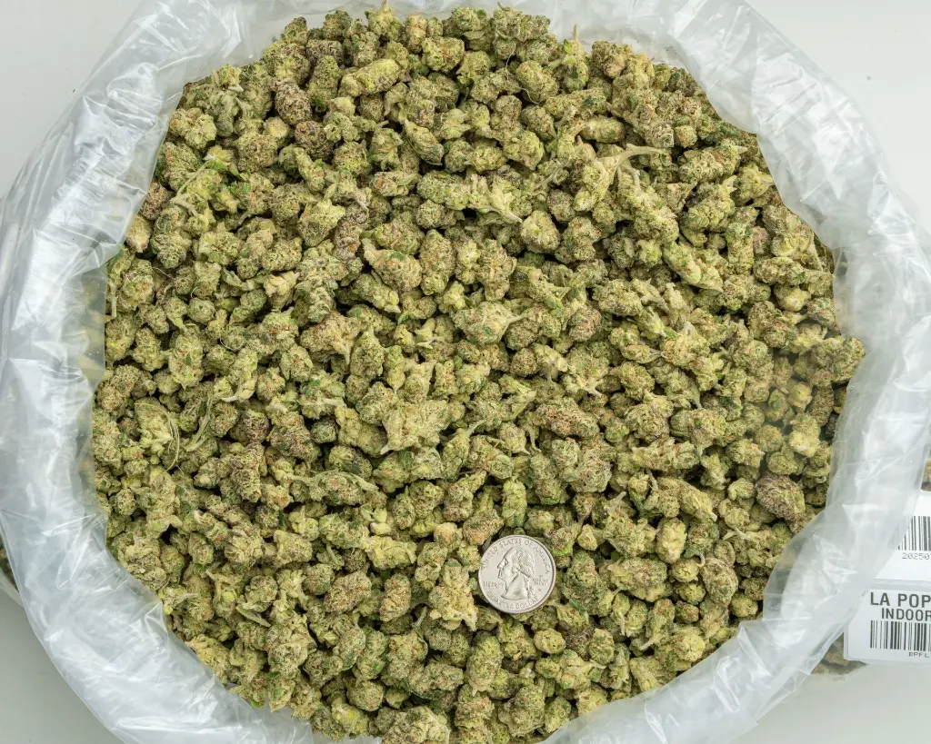 LA Pop Rocks Indoor Smalls -BAG- 073125 20250731TVPRM.webp