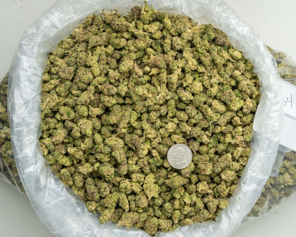 LA Pop Rocks Indoor Smalls -BAG- 073125 20250731TVPRM.webp