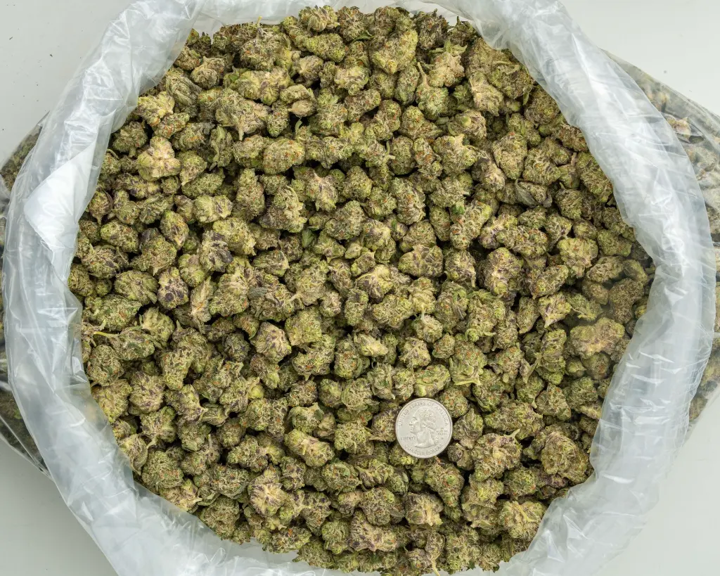 White Truffle Indoor Smalls -BAG- 073125 20250731TVWTM.webp