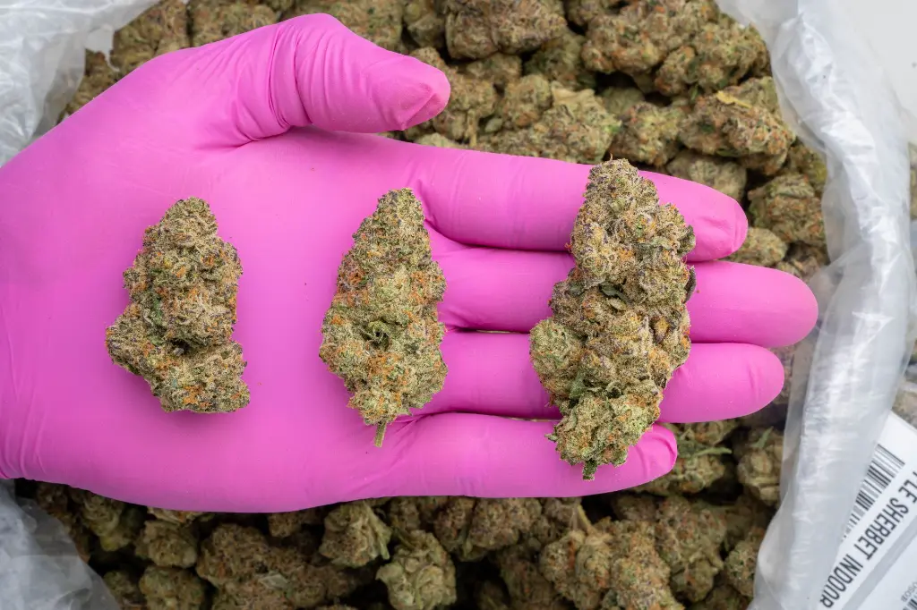 Apple Sherbet Indoor -PINK- 072825 20250725FVSOB.webp