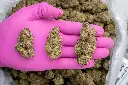 Apple Sherbet Indoor -PINK- 072825 20250725FVSOB.webp