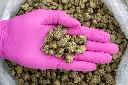 White Truffle Indoor Smalls -PINK- 073125 20250731TVWTM.webp