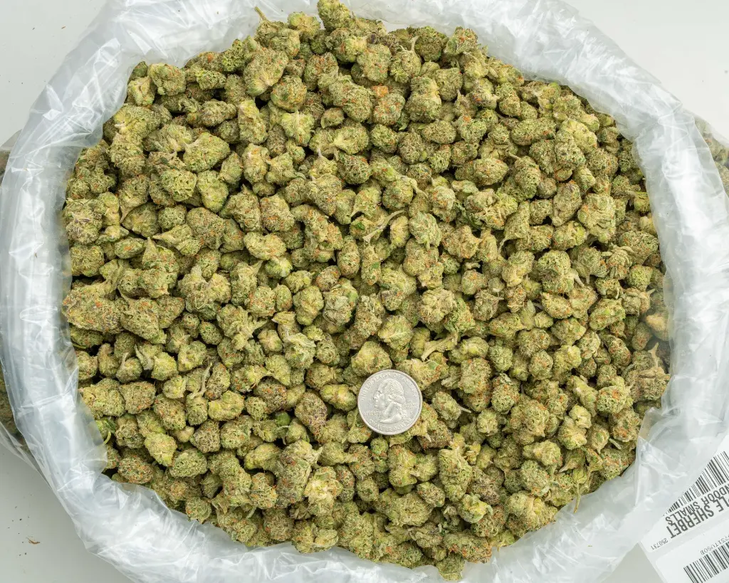 Apple Sherbet Indoor Smalls -BAG- 073125 20250731TVSOB (1).webp
