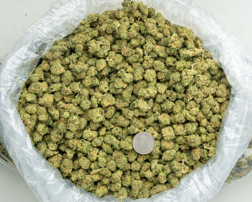 Apple Sherbet Indoor Smalls -BAG- 073125 20250731TVSOB (1).webp