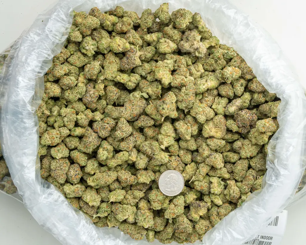 Apple Sherbet Indoor Mediums -BAG- 080125 20250731TVSOM (1).webp