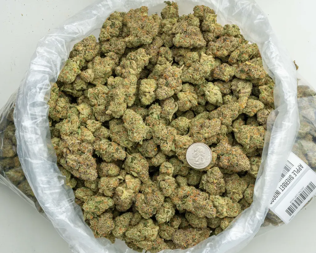 Apple Sherbet Indoor -BAG- 072825 20250725FVSOB.webp